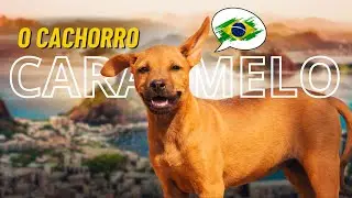 SAIBA A ORIGEM DELE! ✅Conheça a história do cachorro caramelo | o cão mais querido do Brasil.