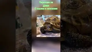 Переходи на Дзен #shortvideo #москва #цветы #reptileterrarium #рептилии #экзотика #варан #лягушка