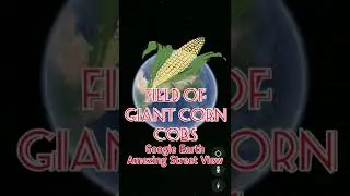Field of giant corn cobs 