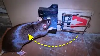 We didn’t REGRET mounting a rat trap on the wall ……