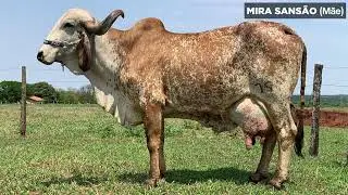 FZD   8499  FAROFA CD*