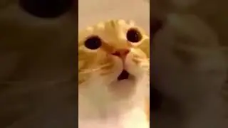Mow cat meme 