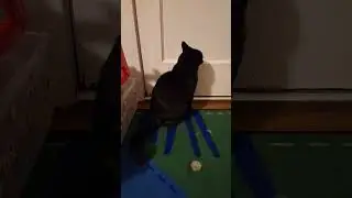 Arguing With My Cat Morticia #blackcatlife #blackcat #funnycat #blackcats #blackcatsmatter Aug 2024
