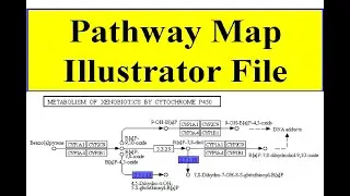 Pathway map illustrator file | Local map database file