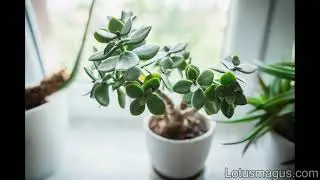 Jade Plant Meaning - Symbolism, Good Luck, Feng Shui?