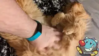 😺Cat Belly TRAP! | Parker The Cat