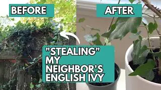 How to Propagate English Ivy | English Ivy
