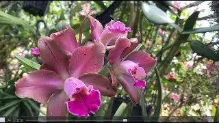 Радужное цветение. Rlc. Toshie Aoki, Лазурное Море, V. Chao Praya Violet. Обрезать Цветоносы? 🤞👣