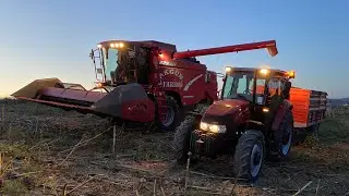 WE ARE HARVESTING SUNFLOWERS