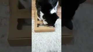 Конфеты в лабиринте! 
