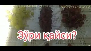 Энг эртапишарларни олдиси қайси?