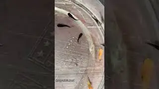 molly fish
