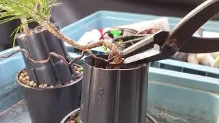 Growing Japanese Black Pine From Seed for Bonsai summer 2023