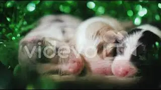 14 day 6 slow motion 415 puppies green 阿武孝雄