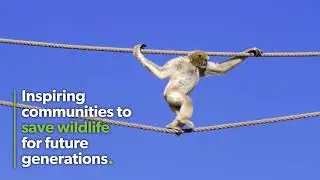 Denver Zoo: A Movement for Wildlife