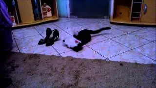 Kitty