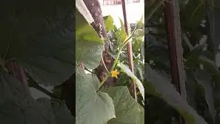 Cucumis sativus or Cucumber #flora #nature #plants #creeper