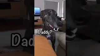 Greyhound Wants to Help Clean for Treats!