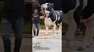 Holstein Friesian bull weighing nearly 1250 kg at Brownie's Ranch