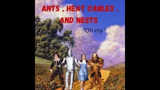Ants, Heat Cable , and Nests , how ants react to heat on a cold day.