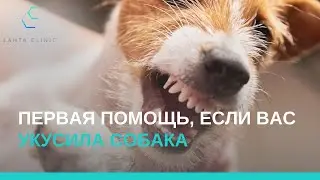 Что делать, если вас укусила собака?