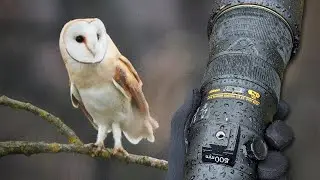 Wildlife Photography Vlog | Barn Owl | Nikon D850 & 500PF