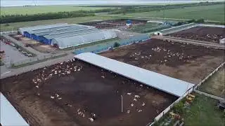 Петерфельд Агро занимается разведением КРС мясного и молочного направления