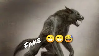 Real Werewolf Caught