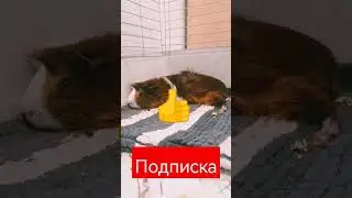 Нашёл? #свинкакася