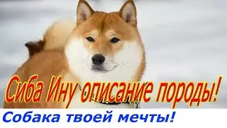 Сиба Ину описание породы  Плюсы и минусы породы!