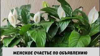 Сажаю Домашнее Женское Счастье