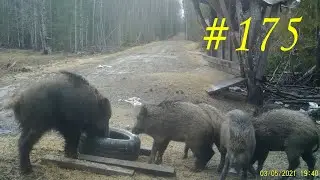 Wild boars. He chases youngsters. Hungry mom. Hungry boars. The boar is having fun. Issue 175