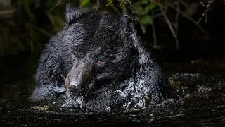Black Bear Taking a Bath | 4K at 120FPS