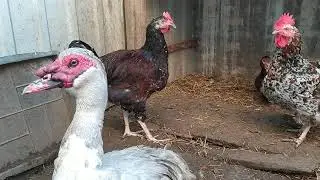 ПЕРЕСЕЛЕНИЕ мускусов//УТЯТА жемчужной
