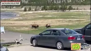 Ведмедь и бизон.Bear and bison