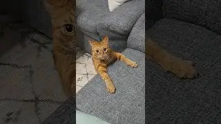 ❤️Кот Артём❤️