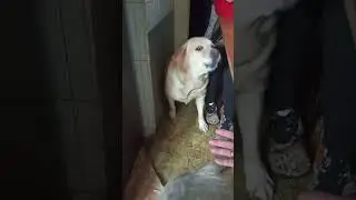 Не приставай камне