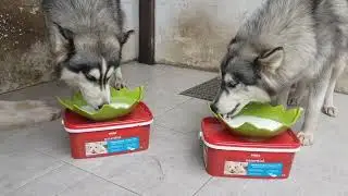 giving mera milk produced by the German state to my husky dog 