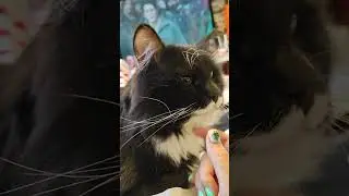 Смешная моська