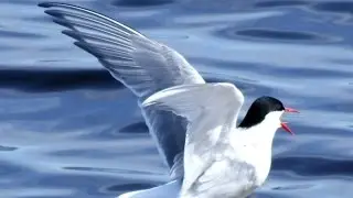 Arctic Tern. Biology. Spoken article. From Wikipedia, the free encyclopedia
