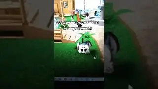 Новый скмн