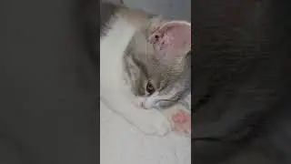 НАША БАНДИТКА 
