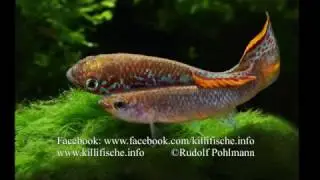 Fundulopanchax gardneri nigerianus "Jos Plateau"