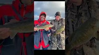 Walleyes and Small mouth bass - a classic Minnesota combo! #fishing #walleye #bassfishing #mn
