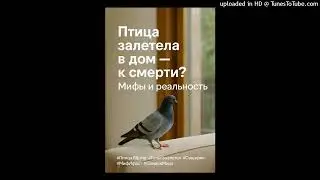 A Bird Flew Into the House — Is It a Sign of Death? Myth, Superstition, or a Sign From Above? Audio