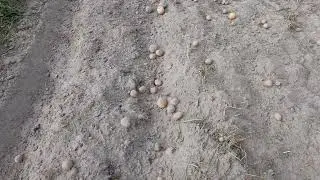 Як викидає картоплю польська кінна копачка.