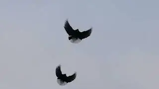 Мелитопольские голуби. Балдеем от голубей, помним о близких...