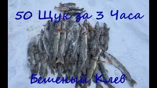 50 Щук на жерлицы за три часа