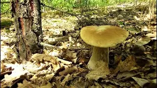 Грибное место. Белые грибы.