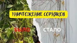Обработка участков от сорняков